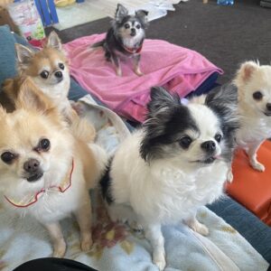 6月ドッグラン開放デーです。膝の痛み改善と愛犬の健康はともにある。アラモッズと共にラン｜兵庫県加東市整体院にある自然豊かなドッグラン
